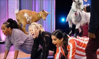 Lilly Singh's 'Goat Yoga' is The Most Hilarious Thing on Internet Today! Check Videos