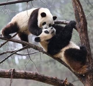 Pandas FINALLY Mate During COVID-19 Lockdown, Zoo Officials Surprised After Their Efforts Failed For 10 Years