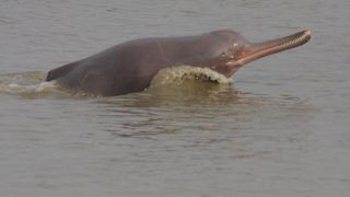 Critically Endangered Gangetic Dolphins Spotted From Ghats of Kolkata Due to Reduced Water Pollution