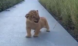 Video : सोशल मीडिया पर वायरल हो रहा है यह नन्हा शेर, 'दहाड़' देख इसकी आपको भी हो जाएगा प्यार