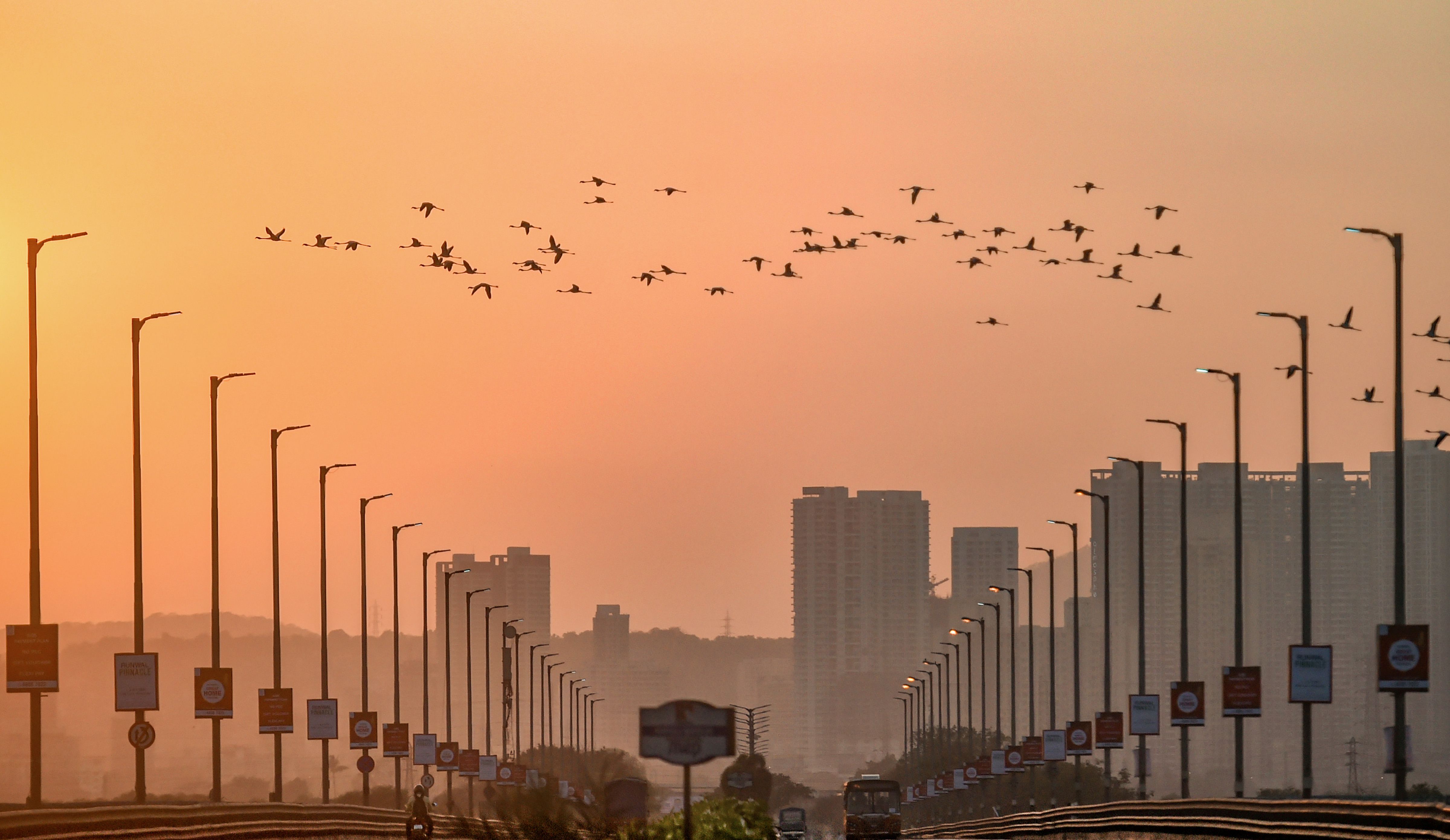 31+ Ahmedabad City Bird Background