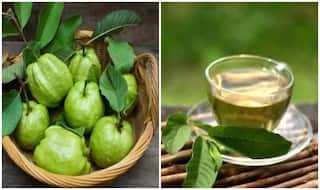 Benefits Of Guava Leaf Tea: डायबिटीज से लेकर मुंहासे तक के लिए फायदेमंद है अमरुद के पत्तों की चाय, जानें इसे बनाने की तरीका