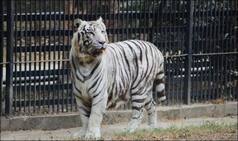 Delhi Zoo's Famous White Tigress Kalpana Dies at 13, IVRI Confirms Death Out of Renal Failure And Not Covid-19