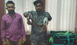 Two Youths Posing As Delivery Boys Caught Selling 'Two-Headed' Sand Boa Snake in Bengaluru