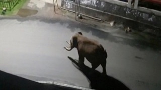 With People Locked Inside Homes, Wild Elephant Found Roaming Empty Streets in Kerala's Munnar