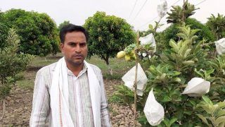 Little Kashmir in Telangana: After Four Long Years, Tribal Farmer Harvests Maiden Apple Crop