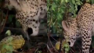 Adorable or Unbelievable: In Fight Between Frog And Leopard, Who do You Think Will Win?