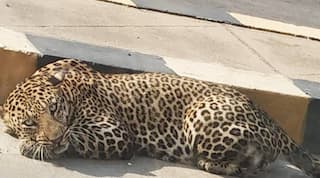 Watch: Panic In Hyderabad As Leopard Spotted Taking Rest on the Road, Search Still On