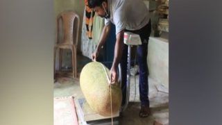 Heaviest Jackfruit: Kollam Man Applies for Guinness World Records After Finding 51.4 kg Jackfruit Growing in His Backyard