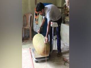 Kollam Man Applies for Guinness World Records After Finding 51.4 kg Jackfruit Growing in His Backyard