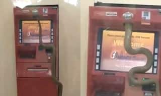 Video of Snake Crawling Inside ATM Machine Will Make You Think Twice About Taking Out Money