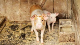 Amid COVID-19 Pandemic, Contagious African Swine Fever Kills Over 13,000 Pigs in Assam