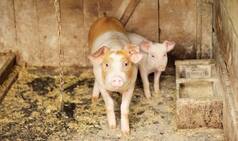Amid COVID-19 Pandemic, Contagious African Swine Fever Kills Over 13,000 Pigs in Assam