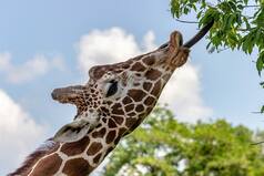 Ex-IAF Officer Adopts First Giraffe in Bengaluru Zoo, Donates Rs 1 Lakh