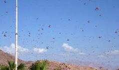 Locust Menace: UP, Maharashtra, Punjab on High Alert; Centre Steps up Efforts; Drones to be Deployed Soon