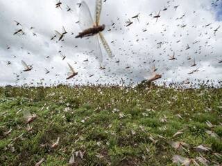 From Beating Utensils to Playing Loudspeakers, Here   s How Farmers Are Scaring Away Locusts