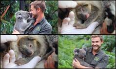 'Joey of Season'! Reptile Park Welcomes First Baby Koala as 'Ray of Hope' Since Devastating Australian Bushfire