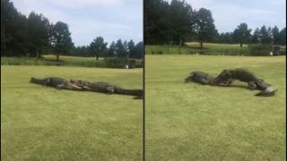 Attack Mode: Video of Two Alligators' Epic Face-Off in Middle of Golf Course Will Surely Make Your Jaws Drop