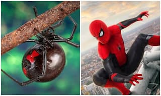 3 Brothers Let Black Widow Spider Sting Them Hoping They Would Turn into Spider-Man, Hospitalised