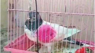 Pakistani Man Urges India to Return ‘Spy' Pigeon, Says Code Attached to Bird's Foot Is His Phone Number | Watch