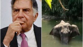 Ratan Tata Calls Death of Pregnant Elephant in Kerala a 'Mediated Murder', Says 'Justice Needs to Prevail'