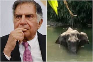 Ratan Tata Calls Death of Pregnant Elephant in Kerala a 'Mediated Murder', Says 'Justice Needs to Prevail'