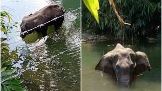 Horrific Case of Animal Cruelty! Pregnant Elephant Dies in Kerala After Being Fed Pineapple Stuffed With Crackers