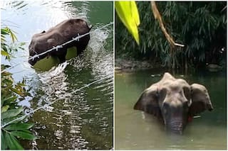 दर्दनाक: गर्भवती हथिनी को खिला दिया पटाखे भरा अनानास, मुंह में विस्फोट, पानी में खड़े-खड़े मौत