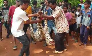 Sickening! Leopard Beaten to Death, Its Teeth Removed & Carcass Paraded in Assam