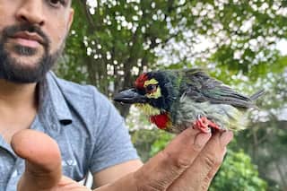 MS Dhoni Revives Unconscious Bird, Daughter Ziva Shares Story on Instagram