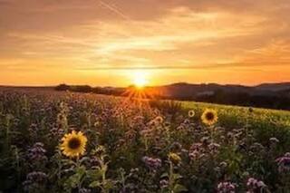 Summer Solstice 2020: All You Need to Know About The Longest Day of The Year