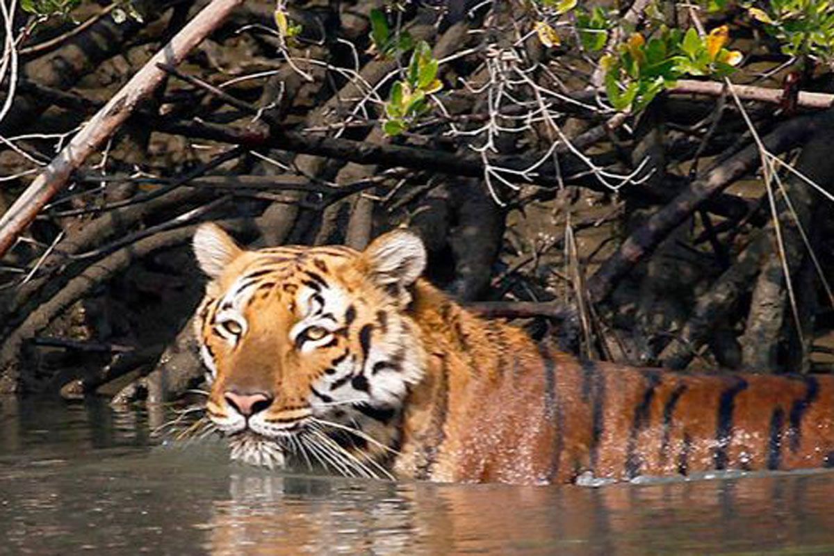 Sundarban Tourism