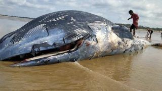 Carcass of 36-Foot Whale Washes Up On West Bengal’s Mandarmani Beach, Pictures Emerge