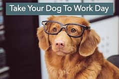 National Take Your Dog to Work Day 2020: What This Day is All About And How it is Celebrated