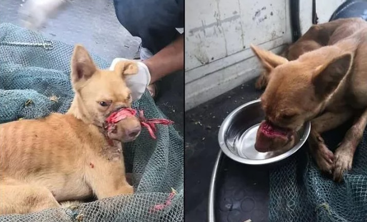 how long is 2 weeks in dog years