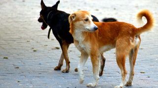 What's Happening! 57-Year-Old Delhi Man Stabbed To Death After Argument Over Feeding Stray Dogs