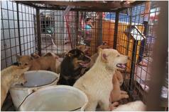 Despite Covid-19, The Cruel & Controversial Yulin Dog Meat Festival Kicks Off in China
