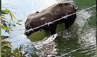 Kerala Elephant Death: केरल में हथिनी की मौत के मामले में एनजीटी ने लिया संज्ञान, समिति से मांगी रिपोर्ट