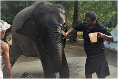 Heartwarming! Animal Lover Mohammad Akhtar Donates His Entire Land to His Two Elephants Moti & Rani