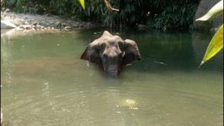 Kerala Forest Department Launches 'Manhunt' After Villager Feeds Pineapple Stuffed With Crackers to Pregnant Elephant