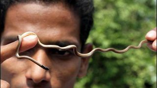 Meerut Farmer Finds 40 Baby Snakes Inside Air Conditioner After Three Fall on His Bed