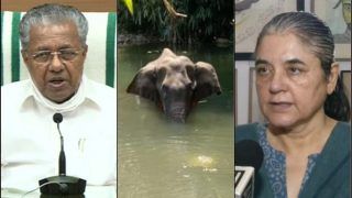 Kerala CM Pinarayi Vijayan Vows 'Strict Action' Against Culprit After Pregnant Elephant Dies on Being Fed Cracker-Stuffed Pineapple in Malappuram