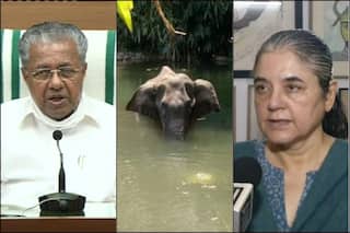 Kerala CM Vows 'Strict Action' Against Culprit After Pregnant Elephant Dies on Being Fed Cracker-Stuffed Pineapple