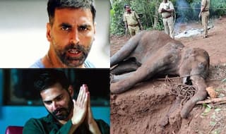 गर्भवती हथिनी की हत्या से गुस्से में है बॉलीवुड, अक्षय, वरुण समेत इन हस्तियों ने दिया ऐसा रिएक्शन