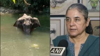 Fact Check: Pregnant Elephant Was NOT 'Fed' Cracker-Stuffed 'Pineapple' in Kerala's 'Malappuram', Maneka Gandhi Called Out For Communalising Animal's Death