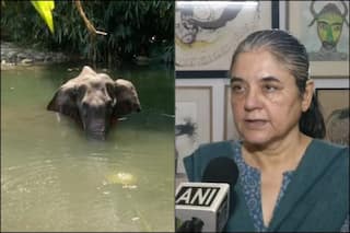 Fact Check: Elephant Was NOT 'Fed' Cracker-Stuffed 'Pineapple' in Kerala's 'Malappuram', Maneka Gandhi Called Out