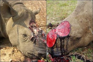 Wildlife Trade Monitoring Network 'TRAFFIC' Indicates Wild Animals in 'Additional Threat' as Poaching Doubles