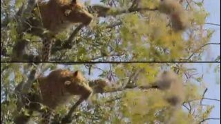 Viral Video: Monkey Holding on to Tree Branch as Leopard Tries to Shake it Off is Latest Lesson in Survival of The Fittest
