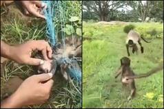 Twitter Gushes Over Heartwarming Video of Langur Reunion After 'Angel' Farmers Rescue Baby Monkey From Net