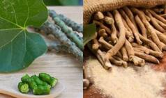 Here is How Giloy And Ashwagandha Treat Coronavirus